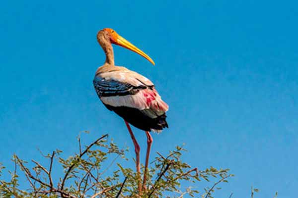 Bharatpur Sightseeing Tour From Agra